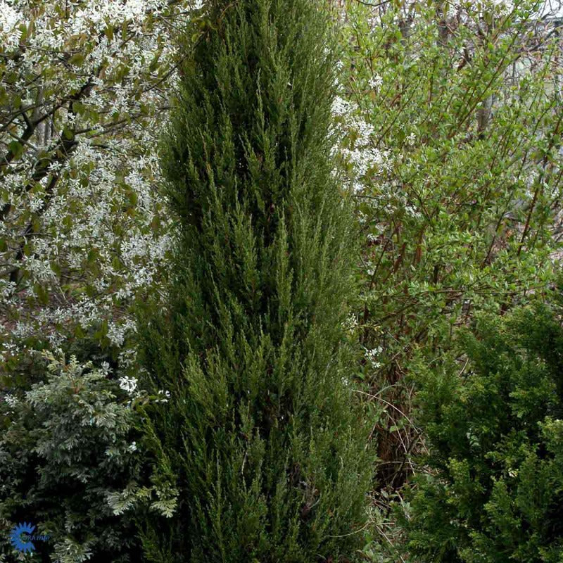 Bilde av Juniperus scop. 'Blue Arrow'-Spanne Plantesalg