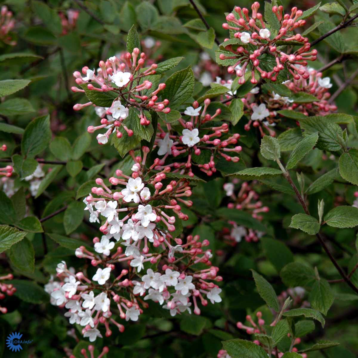 Bilde av Viburnum Carlesii Juddi-Spanne Plantesalg