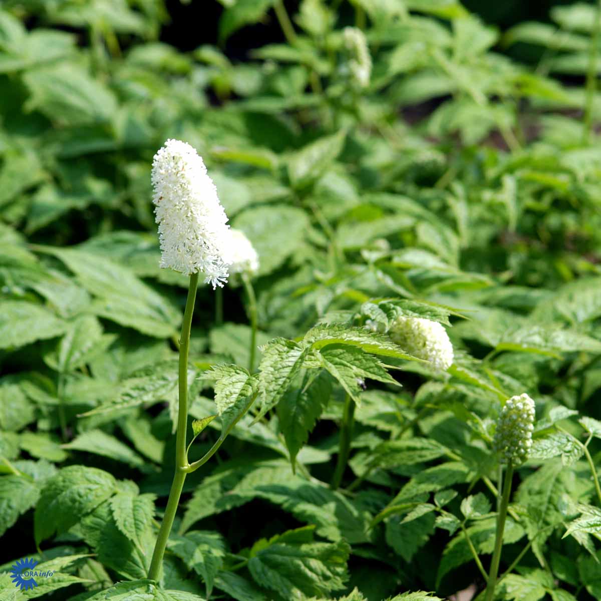 Bilde av Actaea pachypoda Misty Blue-Spanne Plantesalg