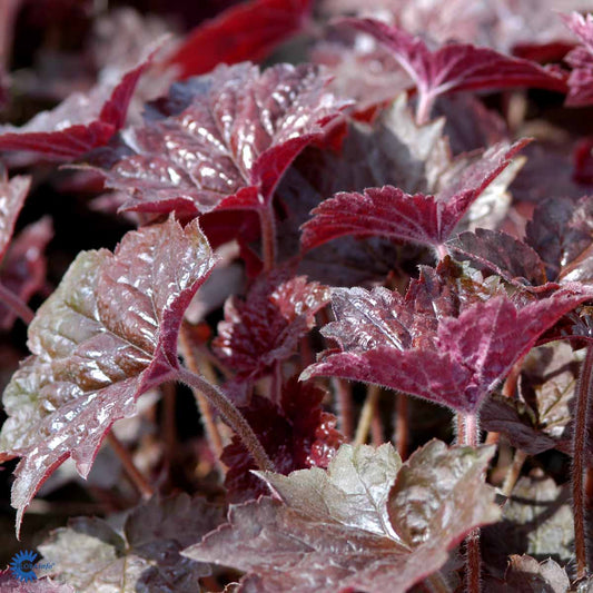 Bilde av Heuchera m. 'Palace Purple'-Spanne Plantesalg