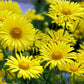 Bilde av Doronicum or. 'Little Leo'-Spanne Plantesalg