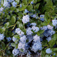 Bilde av Ceanothus thyrsiflorus repens-Spanne Plantesalg