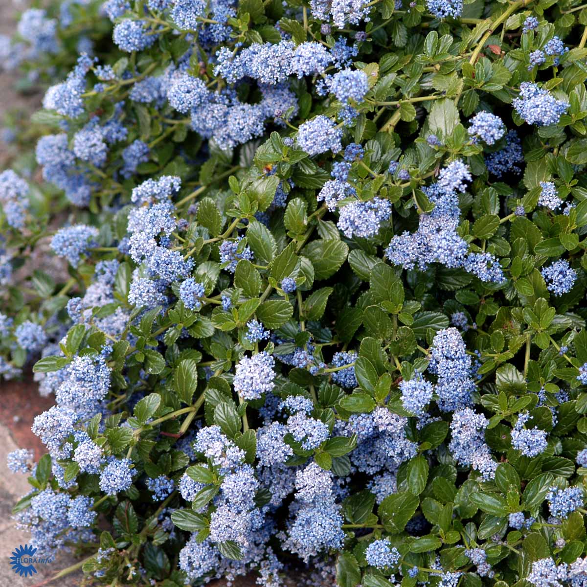 Bilde av Ceanothus thyrsiflorus repens-Spanne Plantesalg