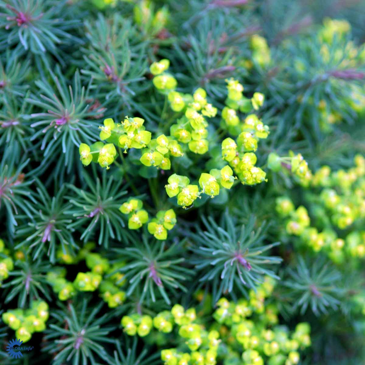 Bilde av Euphorbia cyp. 'Fens Ruby'-Spanne Plantesalg