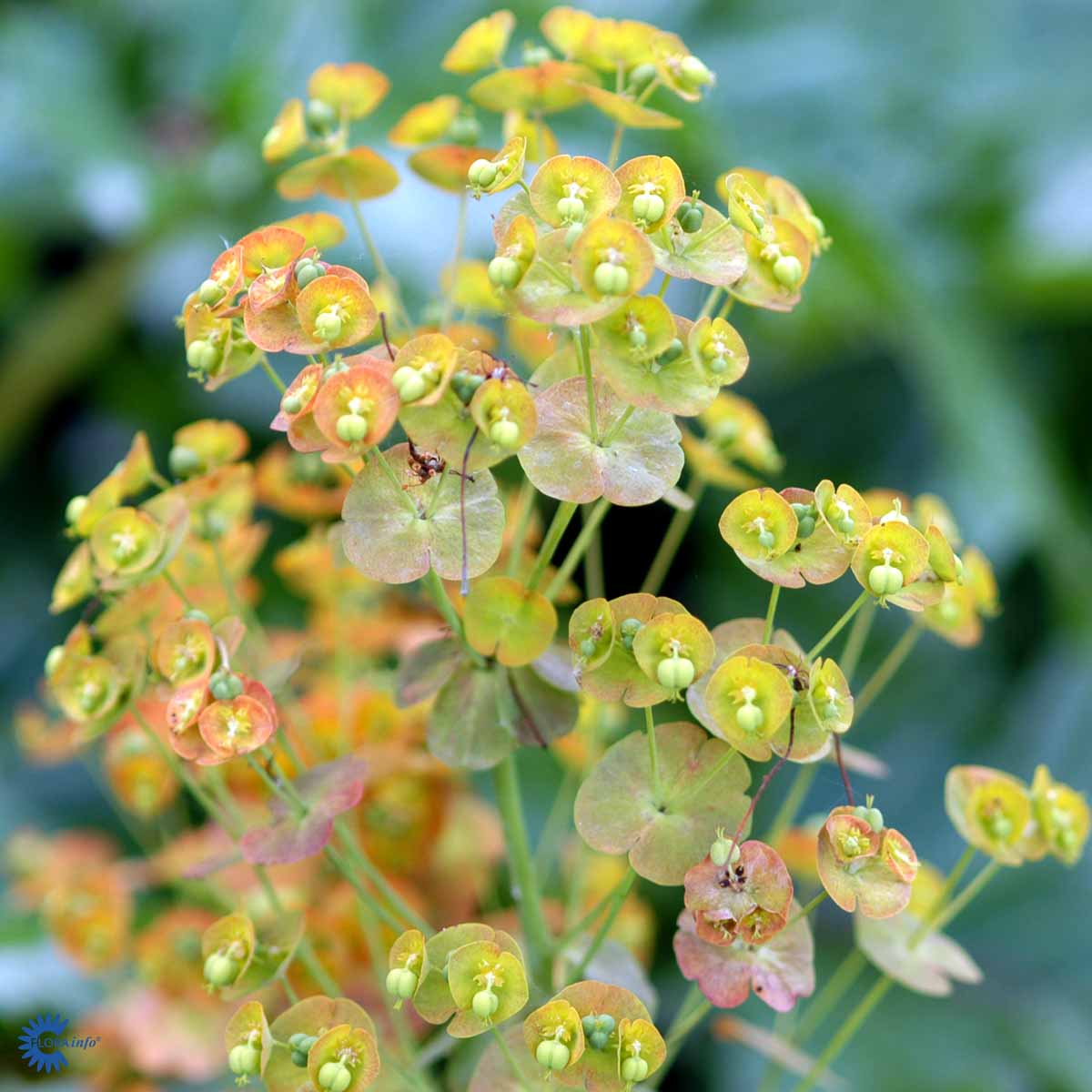 Bilde av Euphorbia amygdal. robbiae-Spanne Plantesalg