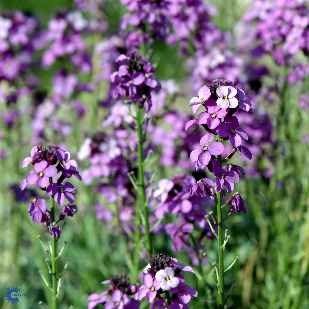 Bilde av Erysimum Bowles Mauve-Spanne Plantesalg