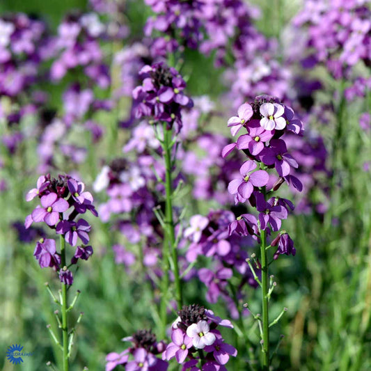 Bilde av Erysimum Bowles Mauve-Spanne Plantesalg