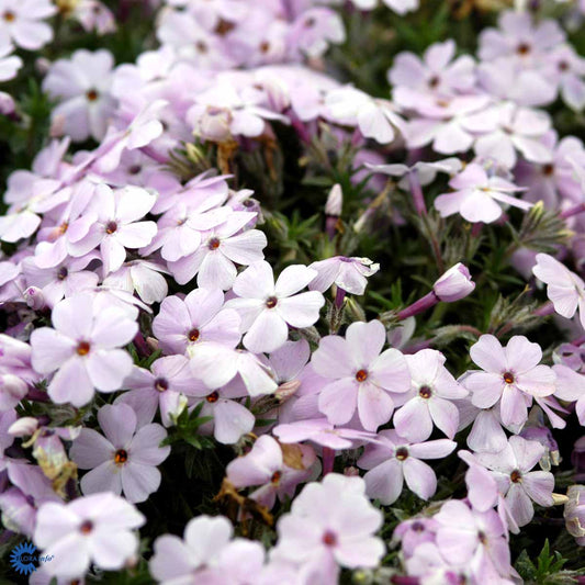 Bilde av Phlox (D) 'Lilac Cloud'-Spanne Plantesalg