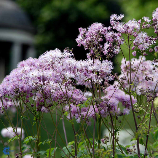 Bilde av Thalictrum aquilegifolium-Spanne Plantesalg