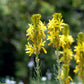 Bilde av Asphodeline lutea-Spanne Plantesalg