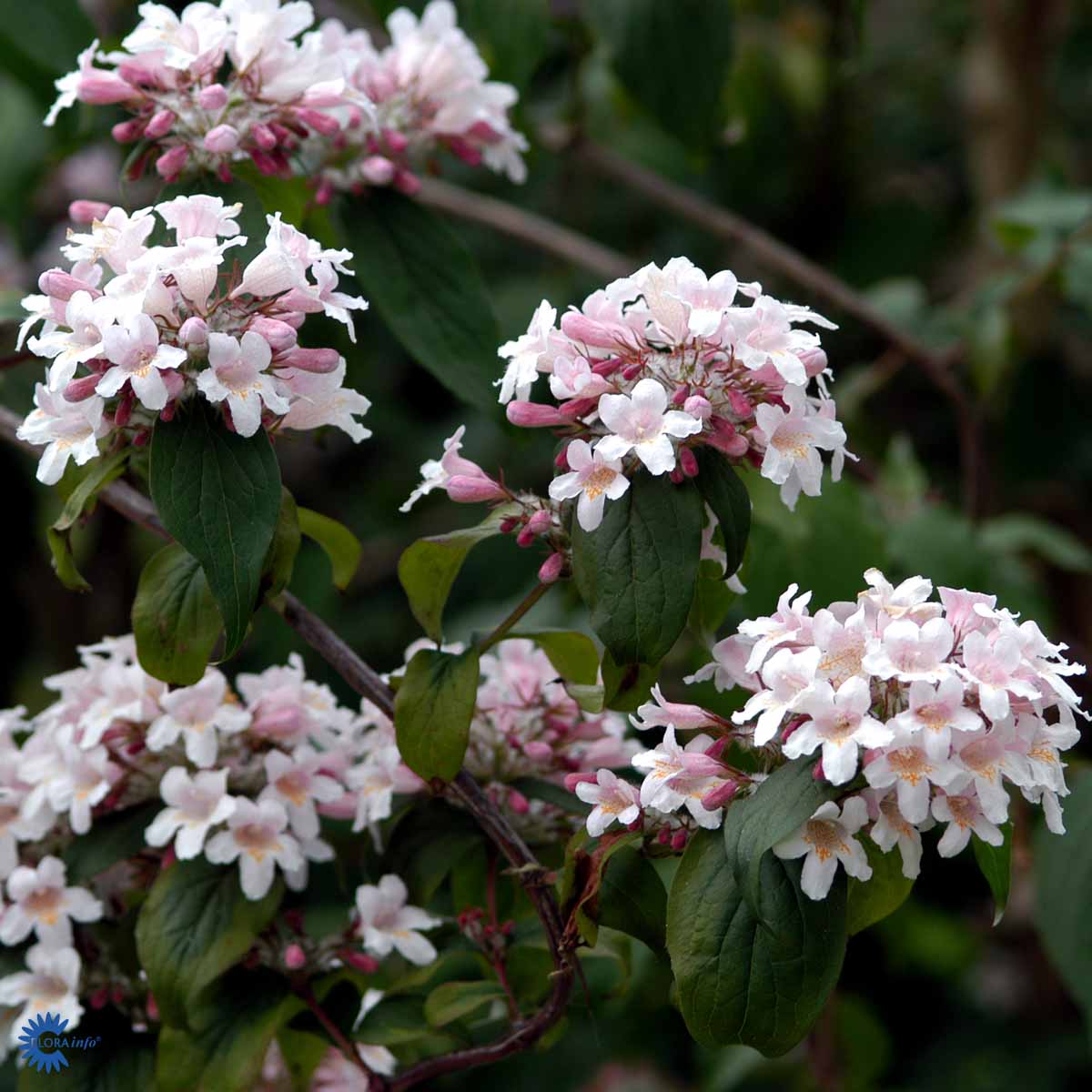 Bilde av Kolkwitzia amabilis 'Pink Cloud'-Spanne Plantesalg