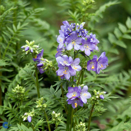 Bilde av Polemonium caer. 'Bambino Blue'-Spanne Plantesalg