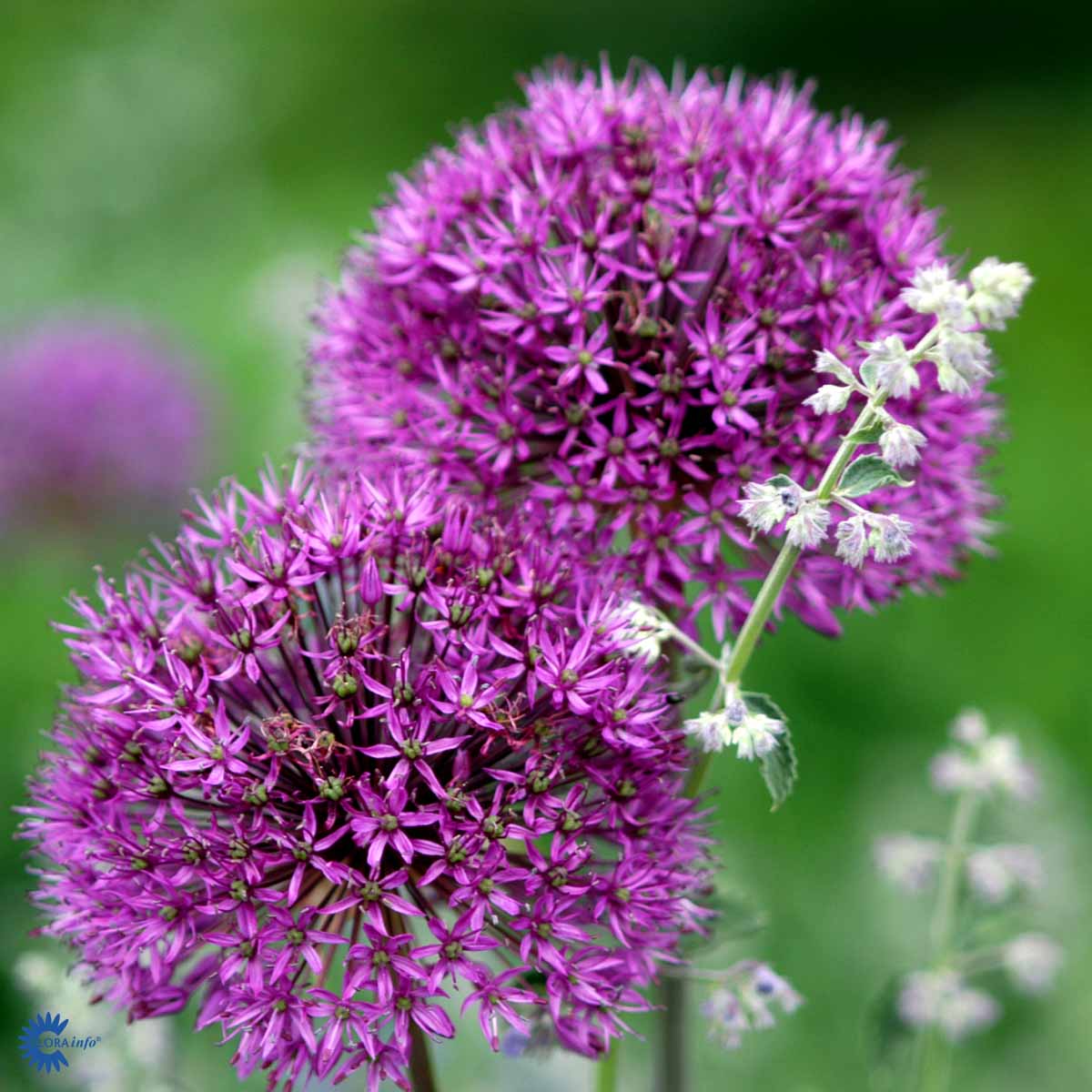 Bilde av Allium Purple Sensation-Spanne Plantesalg