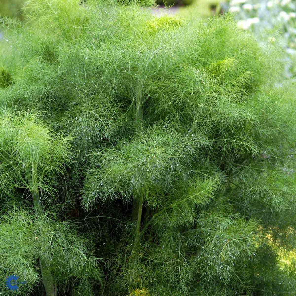 Bilde av Foeniculum vulgare-Spanne Plantesalg