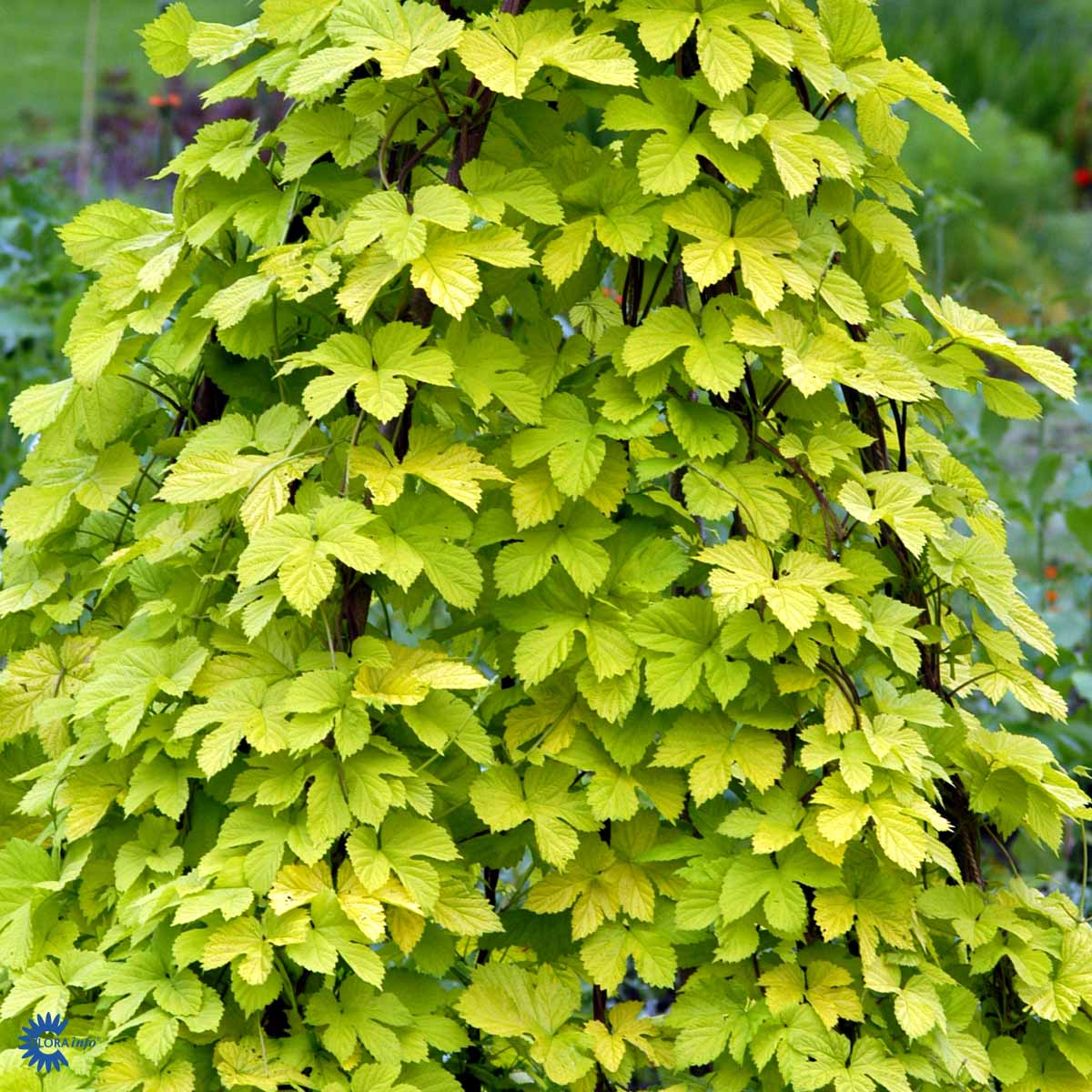 Bilde av Humulus lupulus 'Aureus'-Spanne Plantesalg