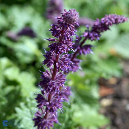 Bilde av Salvia vert. 'Purple Rain'-Spanne Plantesalg