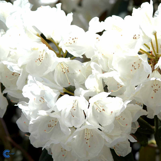 Bilde av Rhododendron Schwanensee-Spanne Plantesalg