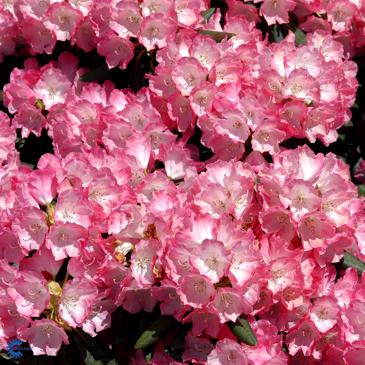 Bilde av Rhododendron Fantastica 1l-Spanne Plantesalg