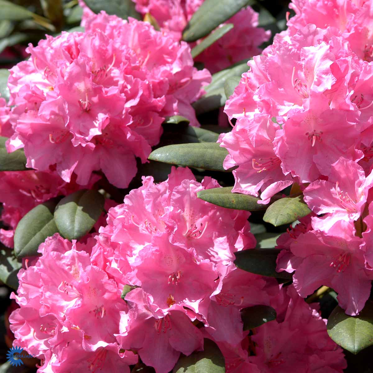 Bilde av Rhododendron yak. Lumina-Spanne Plantesalg