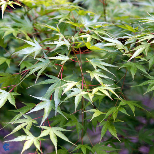 Bilde av Acer palm. 'Arakawa'-Spanne Plantesalg