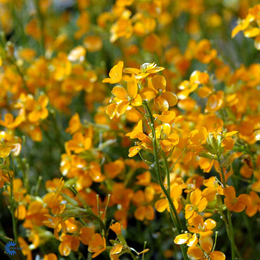 Bilde av Erysimum cheiri-Spanne Plantesalg