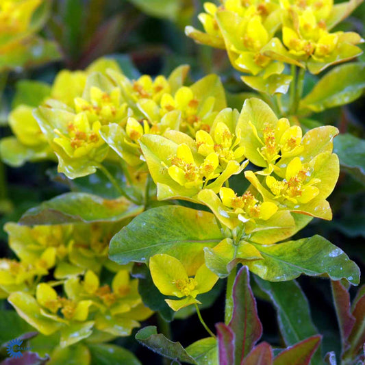 Bilde av Euphorbia epithym. 'Purpurea'-Spanne Plantesalg