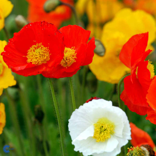 Bilde av Papaver nud. 'Gartenzwerg'-Spanne Plantesalg