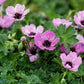 Bilde av Geranium Cinereum Ballerina-Spanne Plantesalg