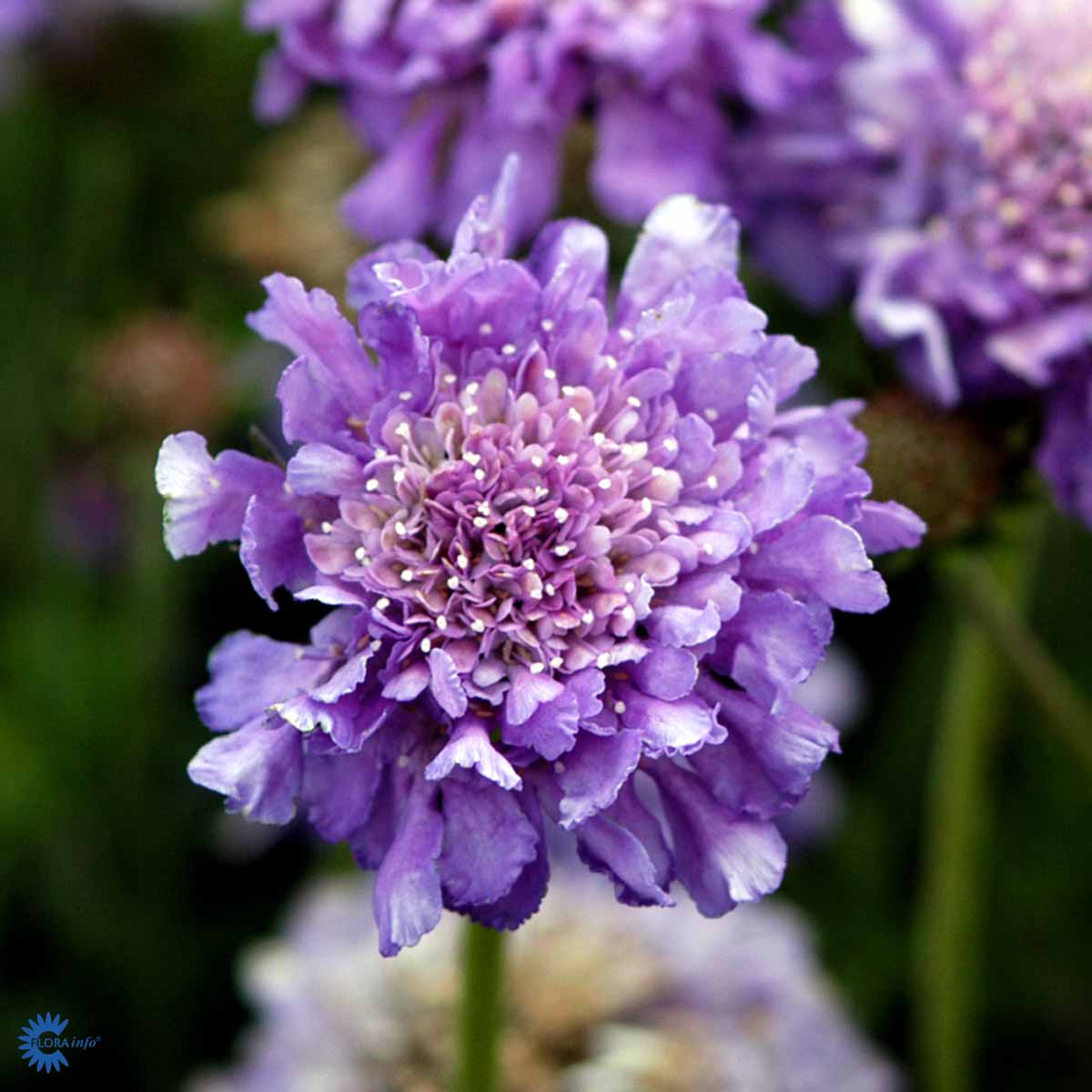 Bilde av Scabiosa Columbaria Butterfly Blue-Spanne Plantesalg