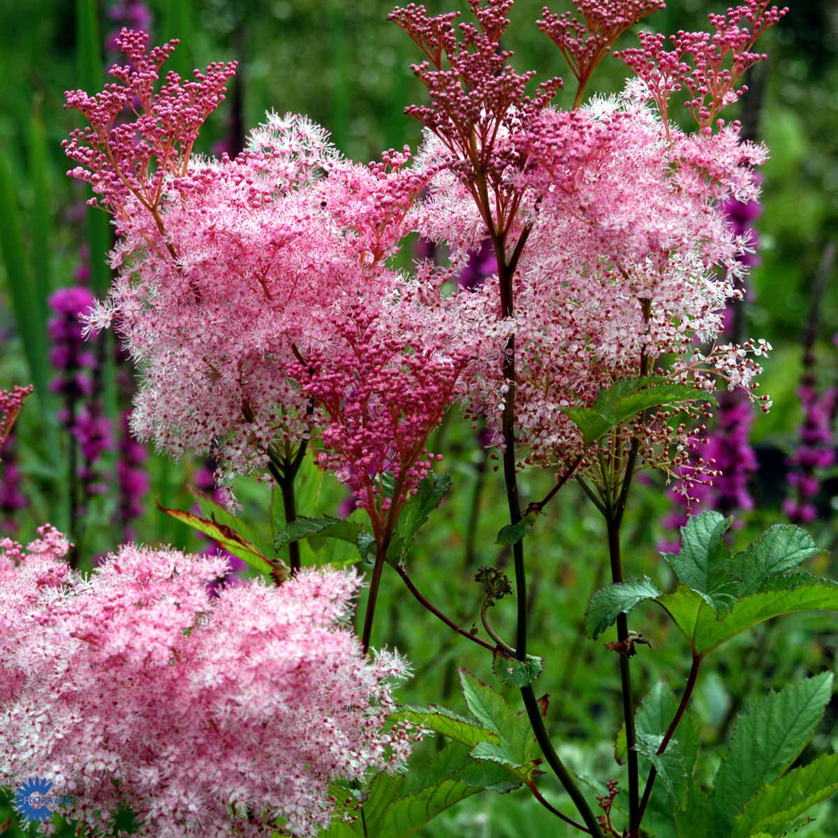 Bilde av Filipendula r. 'Venusta'-Spanne Plantesalg