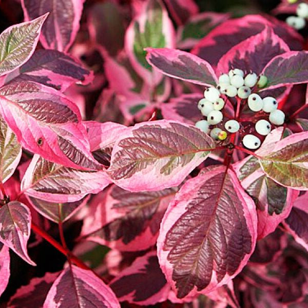 Bilde av Cornus alba 'Miracle'-Spanne Plantesalg