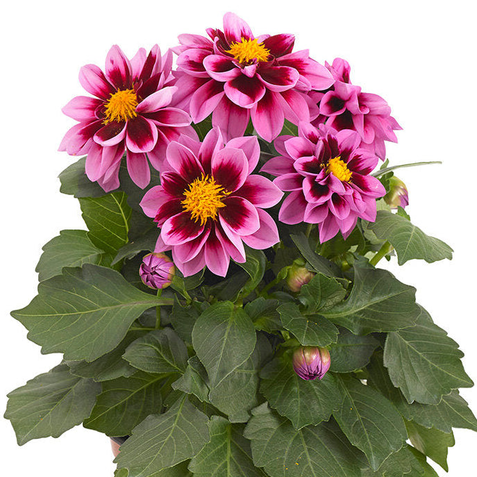 Bilde av Dahlia coc. Dahlietta Surprise Demi , 2 For 79,90-Spanne Plantesalg