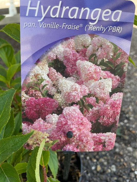 Bilde av Hydrangea pan. 'Vanille Fraise'-Spanne Plantesalg