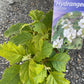 Bilde av Hydrangea quercifolia-Spanne Plantesalg