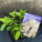 Bilde av Hydrangea pan. 'Baby Lace'-Spanne Plantesalg
