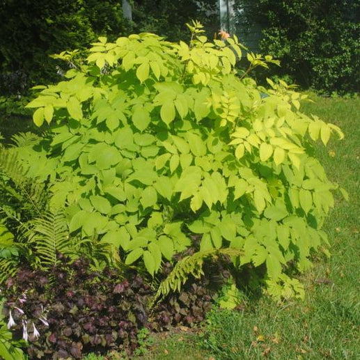 Bilde av Aralia Sun King-Spanne Plantesalg