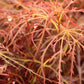 Bilde av Acer palmatum 'Baby Lace'-Spanne Plantesalg