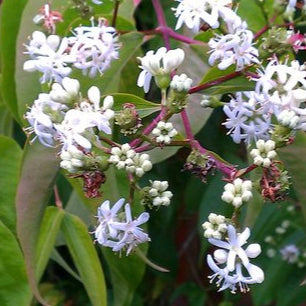 Bilde av Heptacodium miconioides Temple of Bloom-Spanne Plantesalg