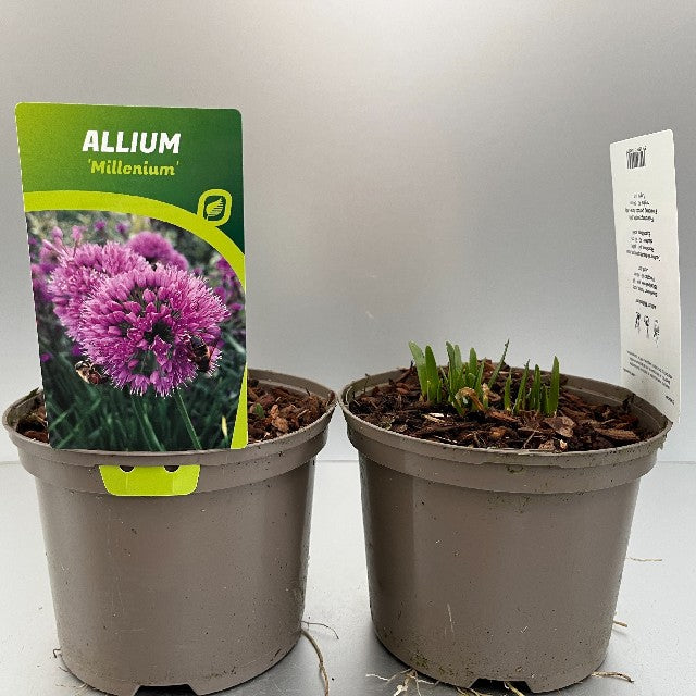 Bilde av Allium Millenium-Spanne Plantesalg