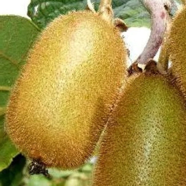 Bilde av Actinidia del. 'Jenny'-Spanne Plantesalg