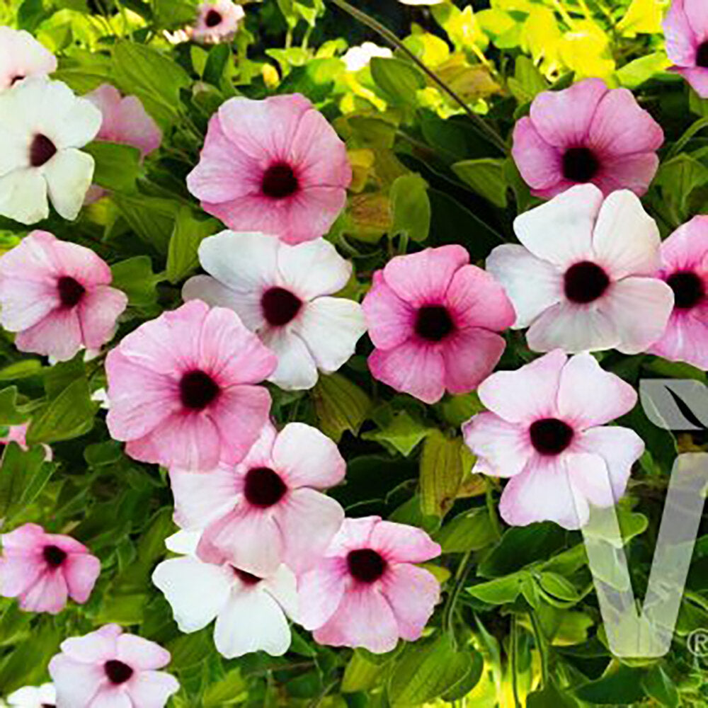 Bilde av Thunbergia Sunny Susy® Pink Beauty, Pr stk kr 59,90-Spanne Plantesalg