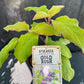 Bilde av Hydrangea asp. Goldrush ('Giel' (pbr))-Spanne Plantesalg