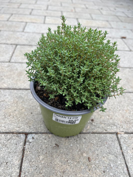 Bilde av TIMIAN-Spanne Plantesalg