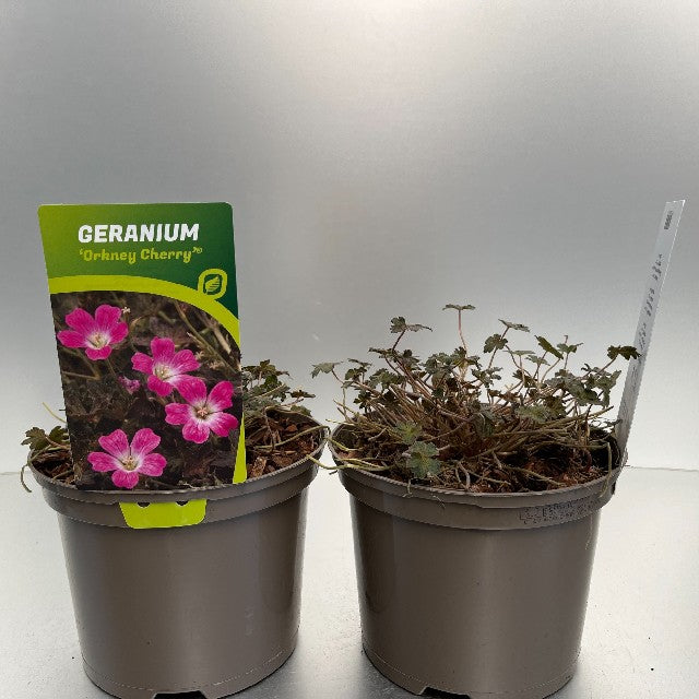 Bilde av Geranium Orkney Cherry-Spanne Plantesalg