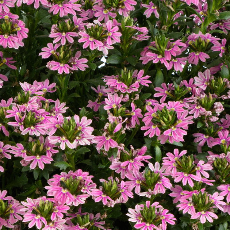 Bilde av Scaevola Touch™ Baby Pink, 2 For 79,90-Spanne Plantesalg