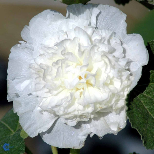 Bilde av Alcea rosea 'Pleniflora' hvit-Spanne Plantesalg