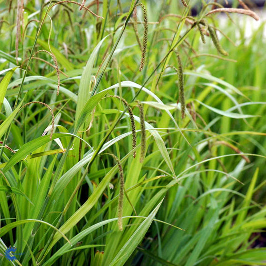 Bilde av Carex pendula-Spanne Plantesalg