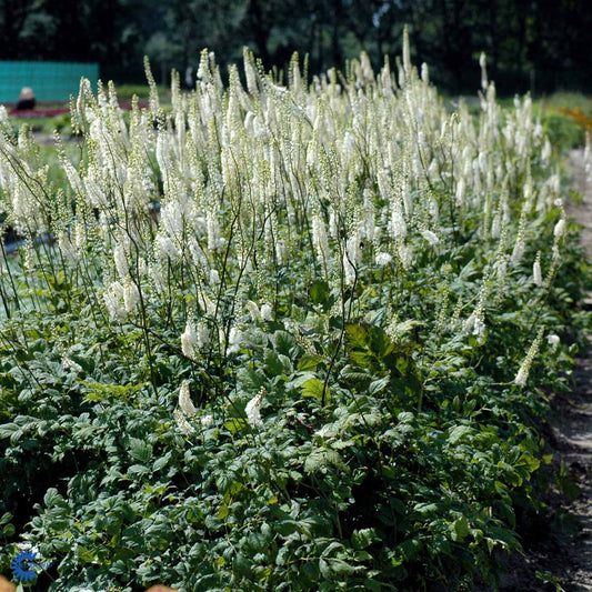 Bilde av Cimicifuga ramosa-Spanne Plantesalg