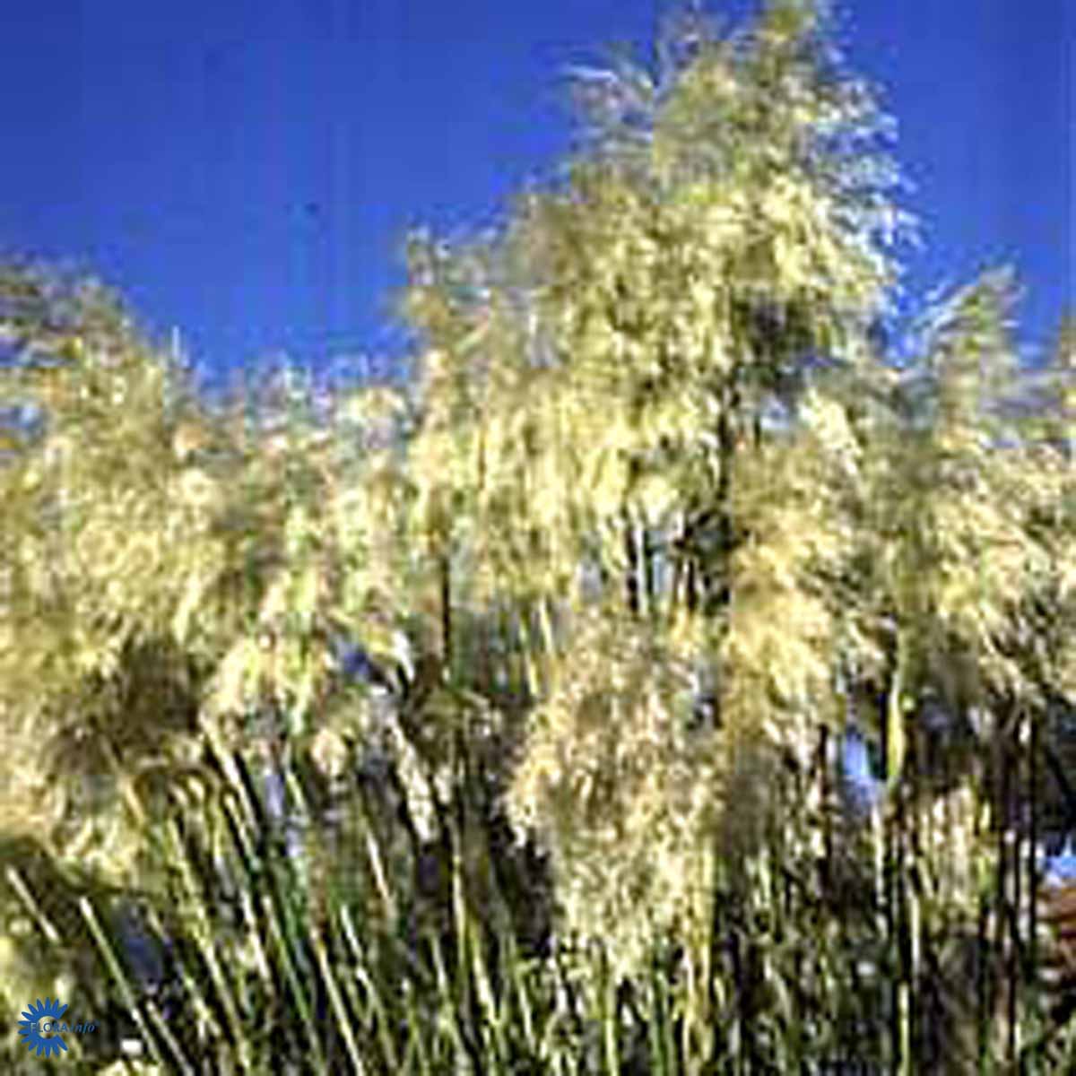 Bilde av Cortaderia s. 'Sunningd. Silver'-Spanne Plantesalg