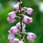 Bilde av Delphinium (P) 'Astolat'-Spanne Plantesalg